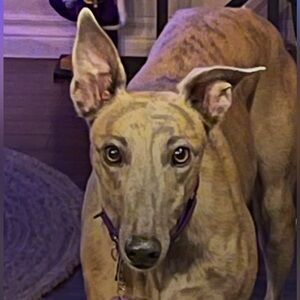 Meet your Posher, Marlo